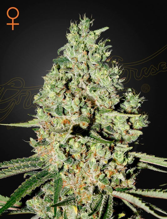 Greenhouse Seeds Super Critical feminisierte Hanfsamen