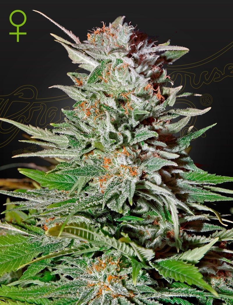Greenhouse Seeds Super Lemon Haze automatic Hanfsamen