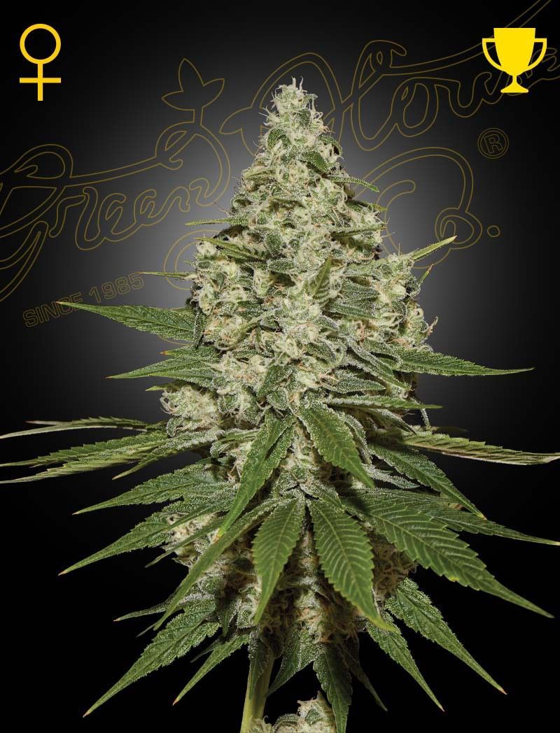 Greenhouse Seeds Super Lemon Haze feminisierte Hanfsamen