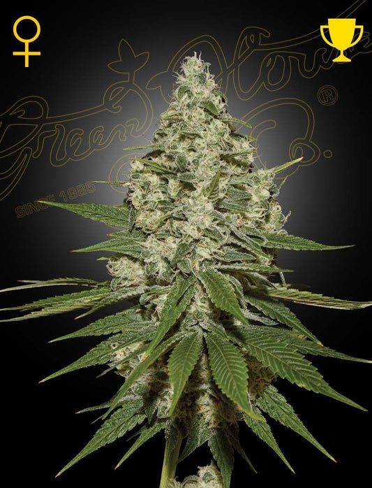 Greenhouse Seeds Super Lemon Haze feminisierte Hanfsamen