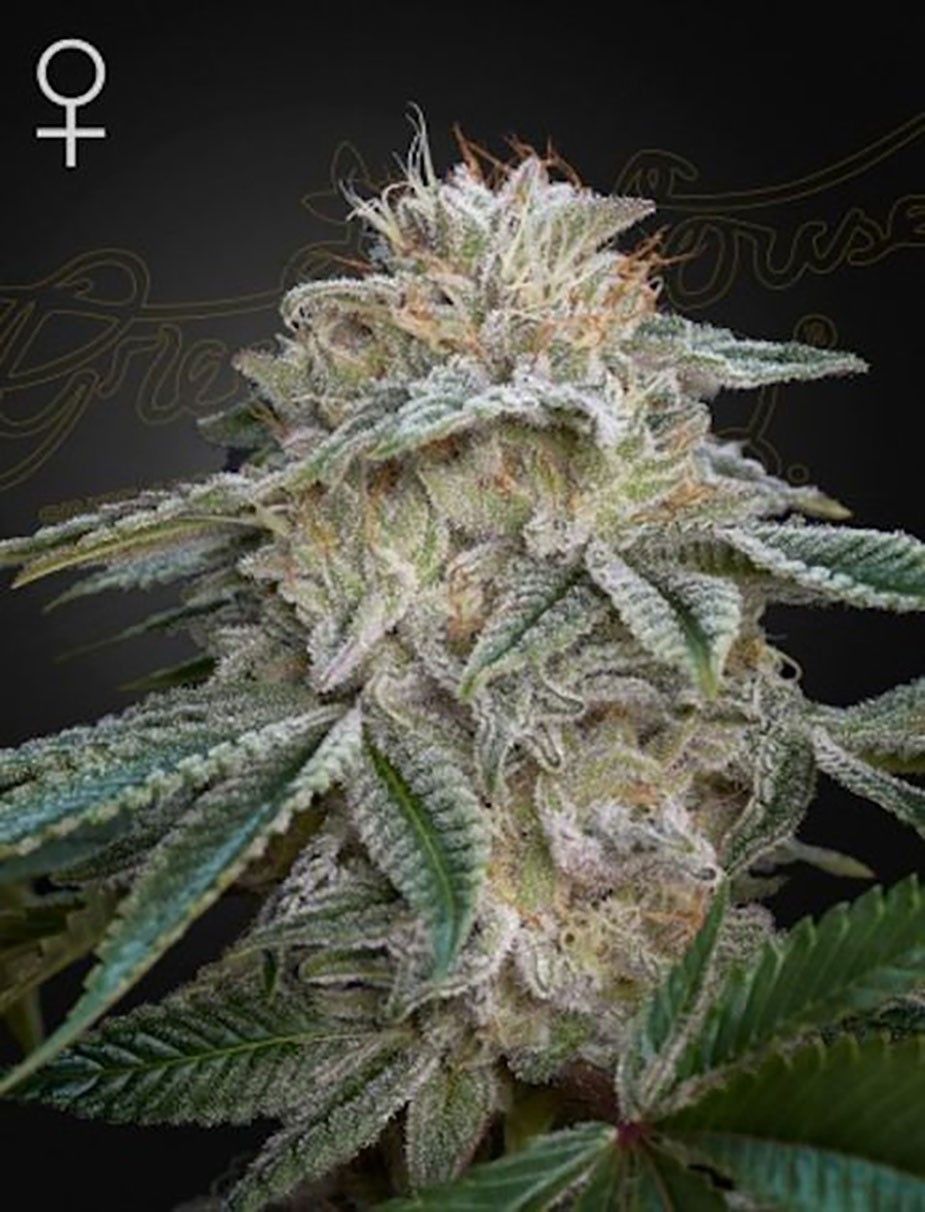 Greenhouse Seeds Super Lemon Haze x GMO Feminisierte Hanfsamen