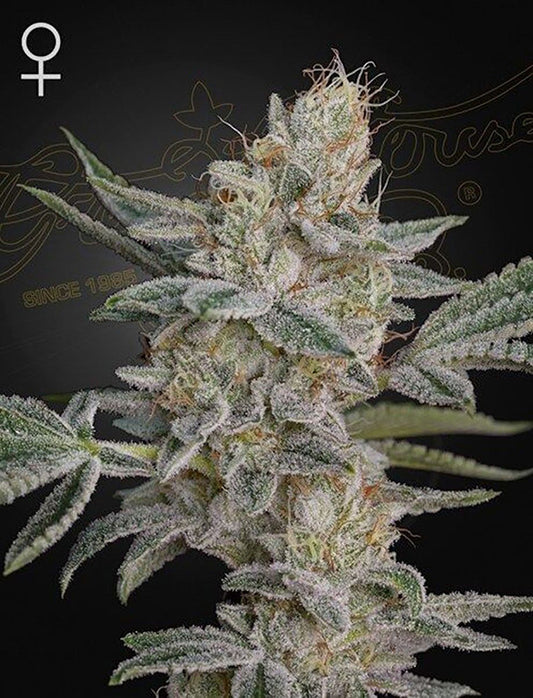 Green House Seeds Super Lemon Haze x RS11 Feminisierte Hanfsamen Blüte