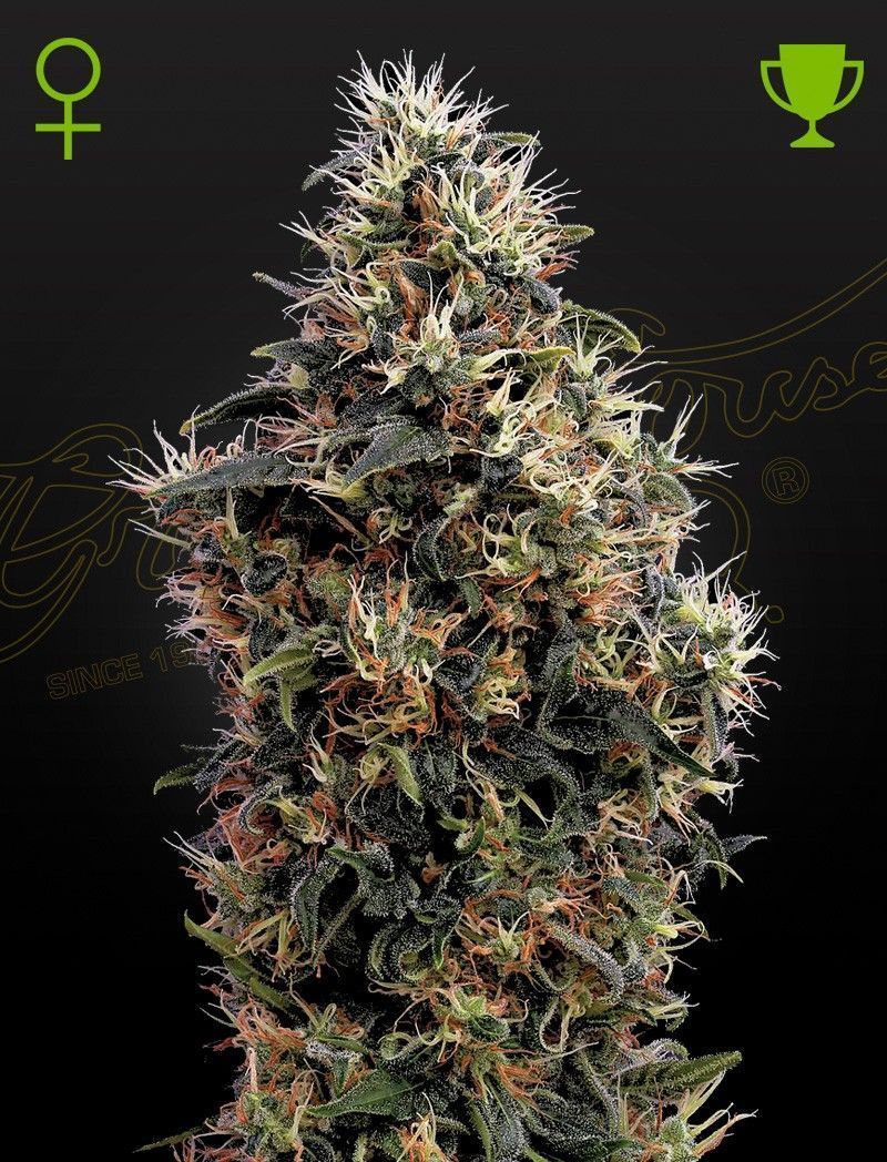 Greenhouse Seeds Sweet Mango feminisierte Hanfsamen
