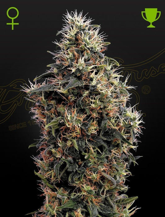 Greenhouse Seeds Sweet Mango feminisierte Hanfsamen