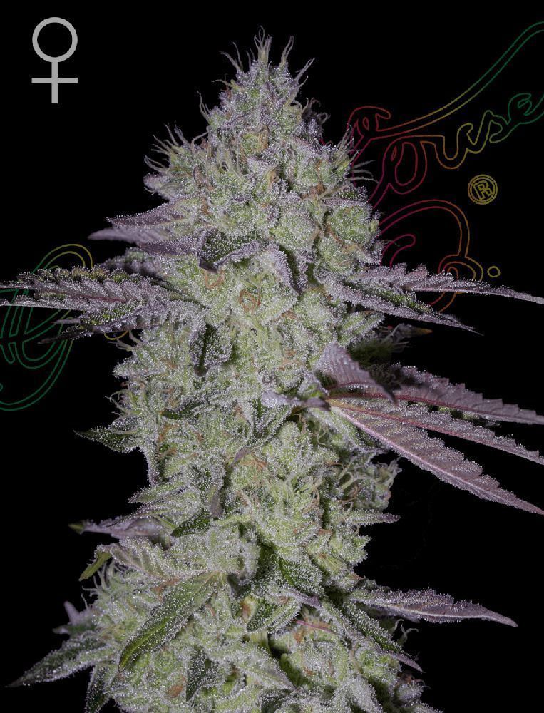 Tarte Tatin feminisierte Cannabissamen