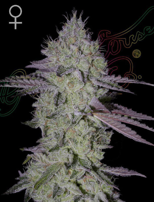 Tarte Tatin feminisierte Cannabissamen