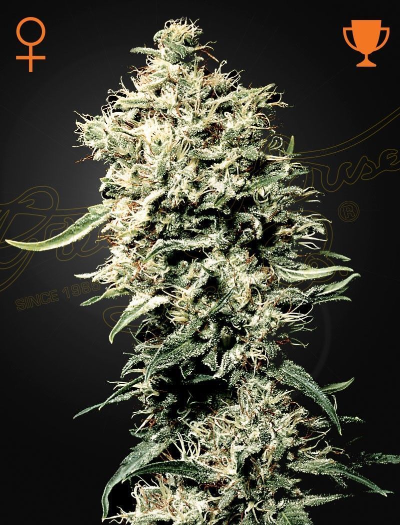 Greenhouse Seeds White Rhino feminisierte Hanfsamen