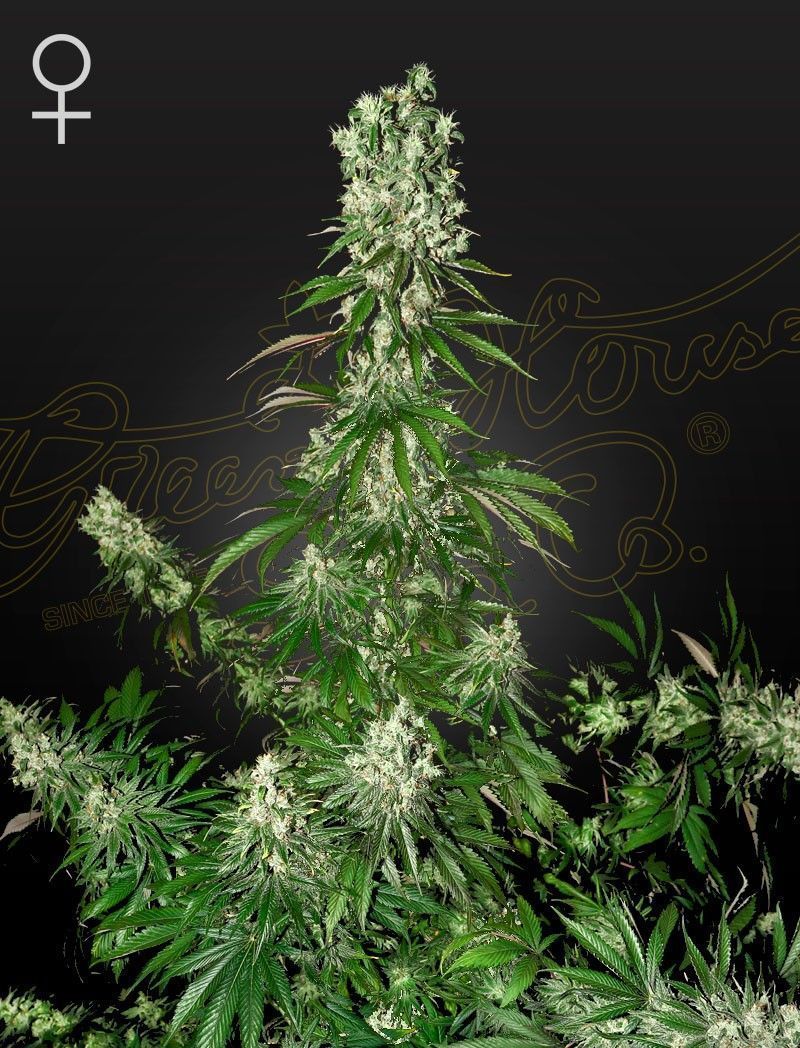 Greenhouse Seeds White Strawberry Skunk  feminisierte Hanfsamen