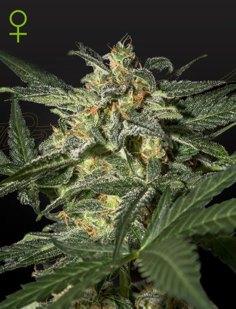 Greenhouse Seeds White Widow automatic Hanfsamen