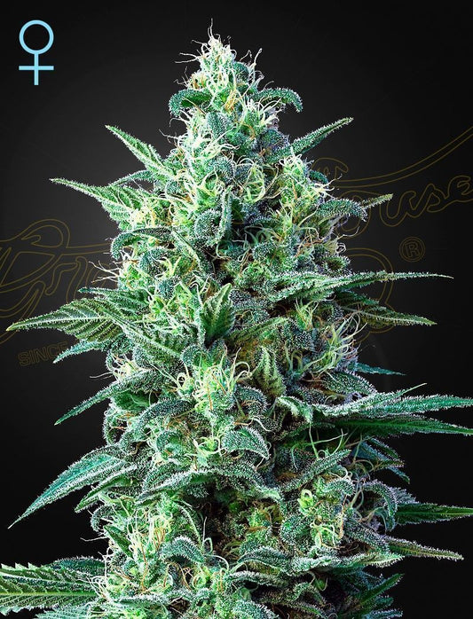 Greenhouse Seeds White Widow CBD automatic Hanfsamen