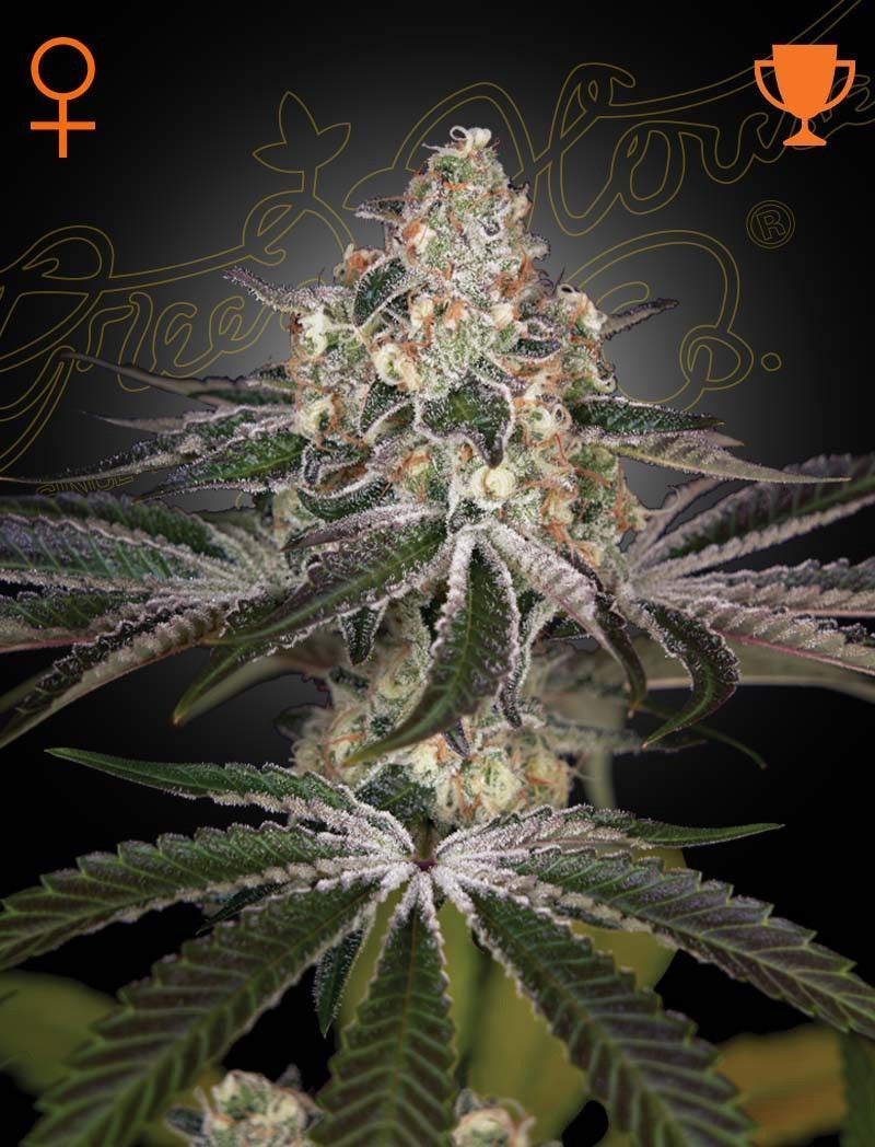 Greenhouse Seeds White Widow feminisierte Hanfsamen