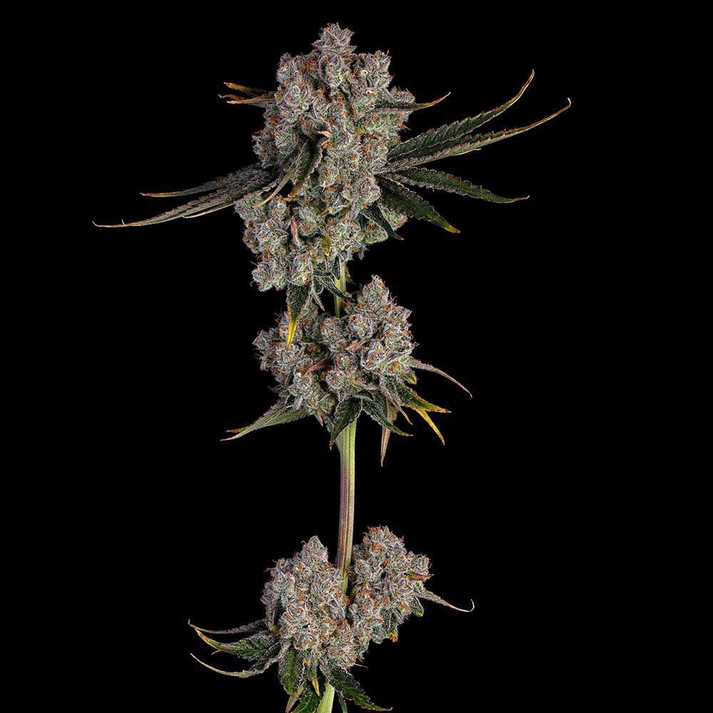 Candy Games #38 feminisierte Cannabissamen