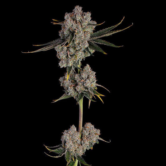 Candy Games #38 feminisierte Cannabissamen