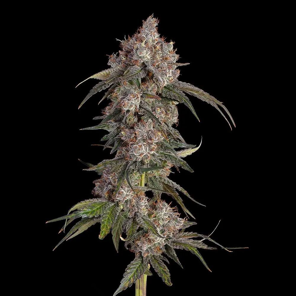 Game Over feminisierte Cannabissamen