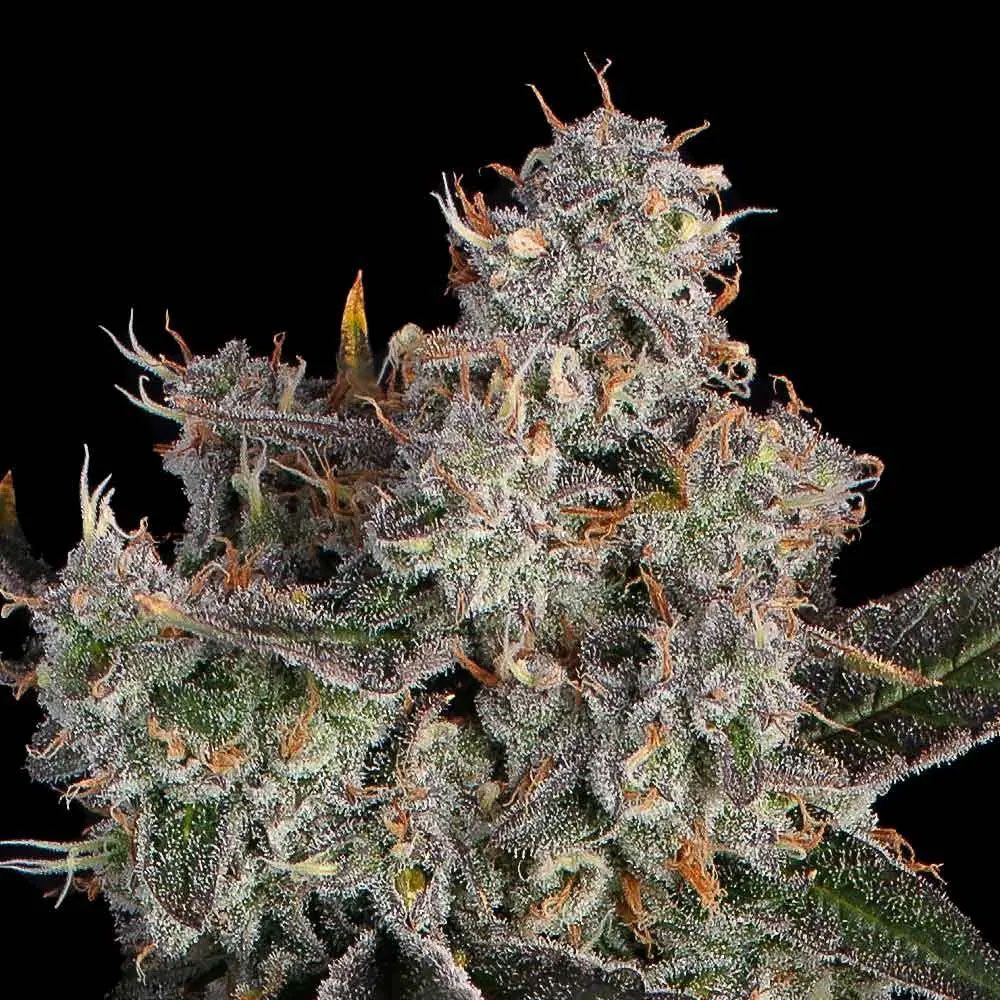 Knockout feminisierte Cannabissamen