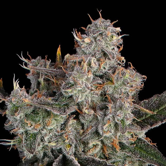 Knockout feminisierte Cannabissamen