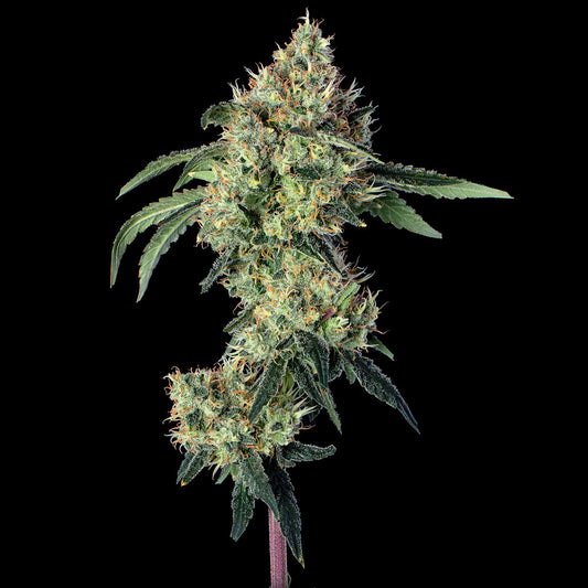 Lemon Prime feminisierte Cannabissamen