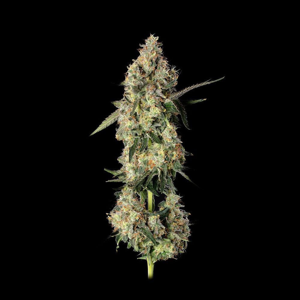 Lemon Smuggler feminisierte Cannabissamen
