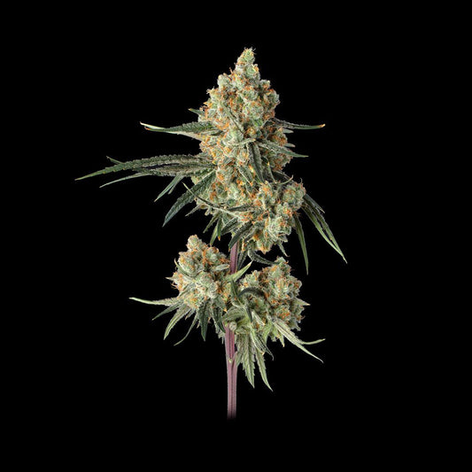 Sour Berry Shake feminisierte Cannabissamen