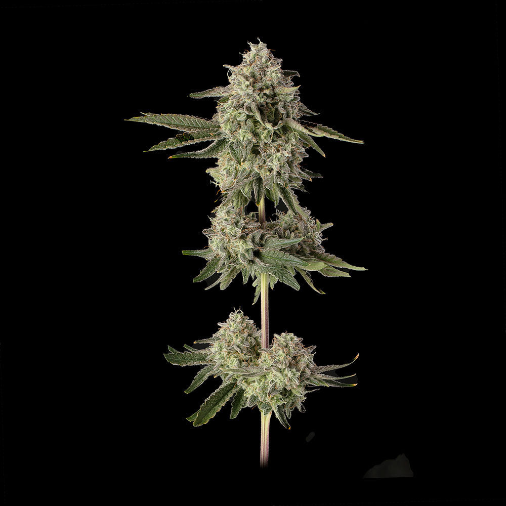 Super Belts feminisierte Cannabissamen