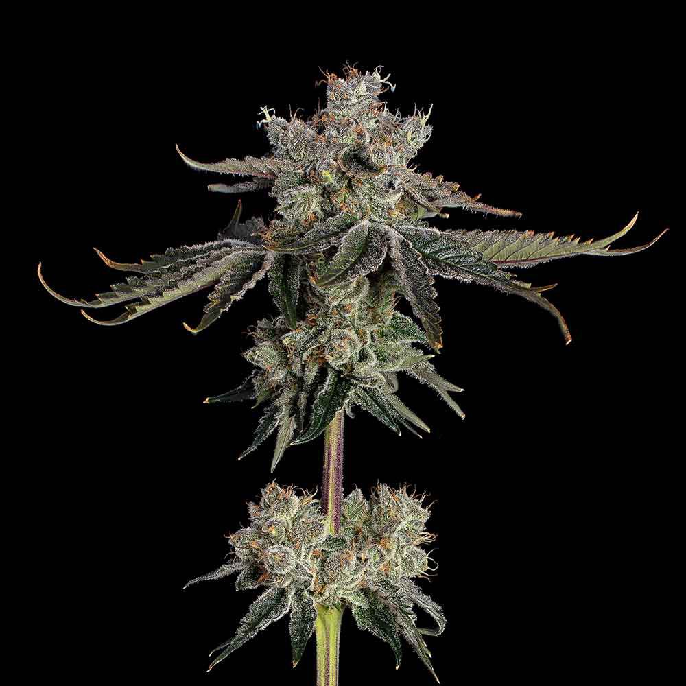 Happy Valley Genetics Sweet 16 Feminisierte Hanfsamen Cannabisblüte