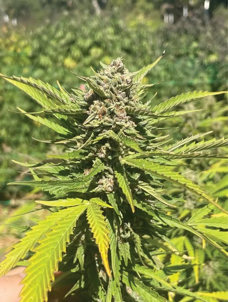 Humboldt Seeds Banana Melt Feminisierte Hanfsamen Cannabisblüte