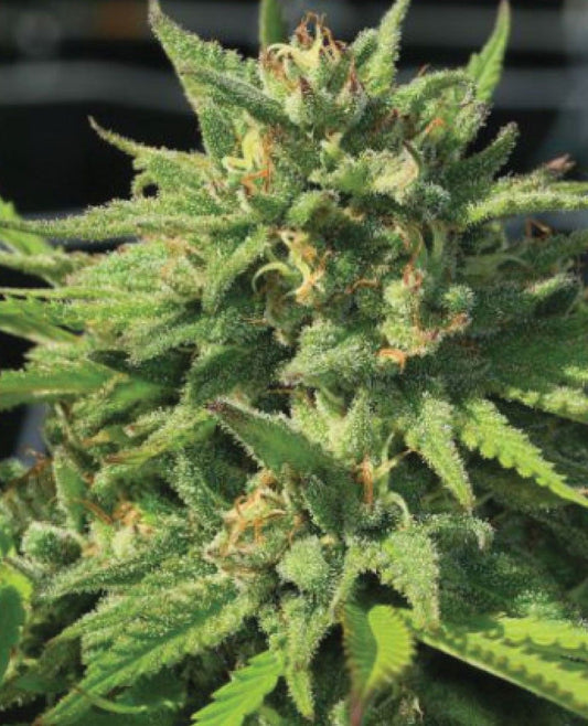 Bigfoot Glue feminisierte Cannabissamen