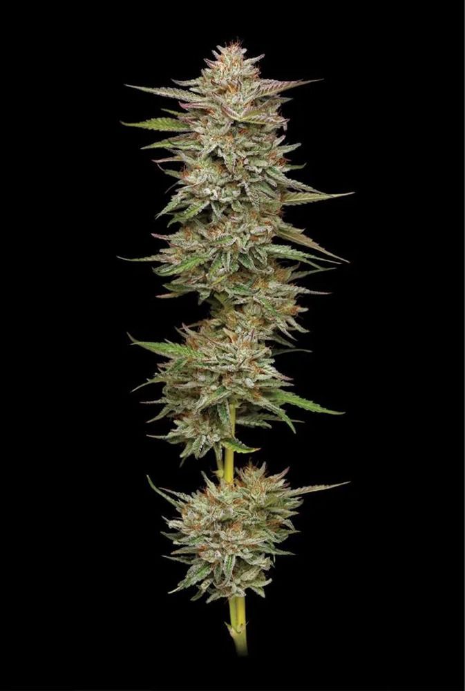 Banana OG Automatic Cannabissamen