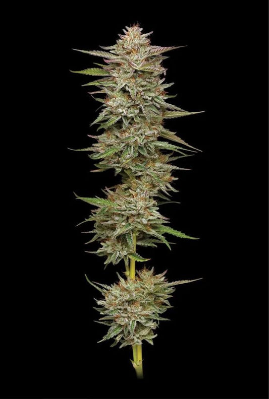 Banana OG Automatic Cannabissamen