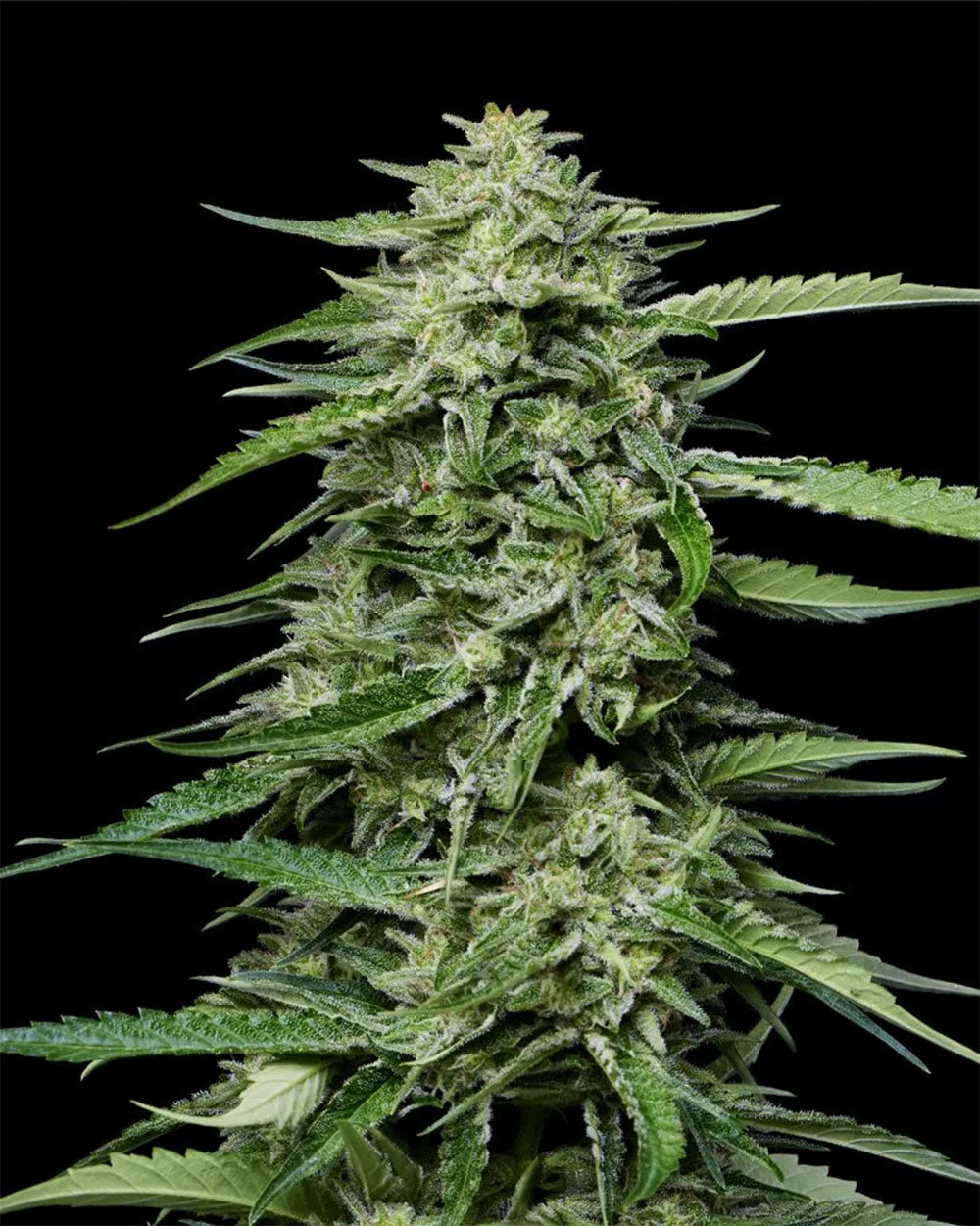 Humboldt Seed Company Blueberry Honey Feminisierte Hanfsamen Blüte