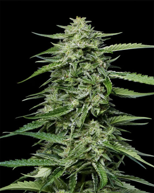 Humboldt Seed Company Blueberry Honey Feminisierte Hanfsamen Blüte