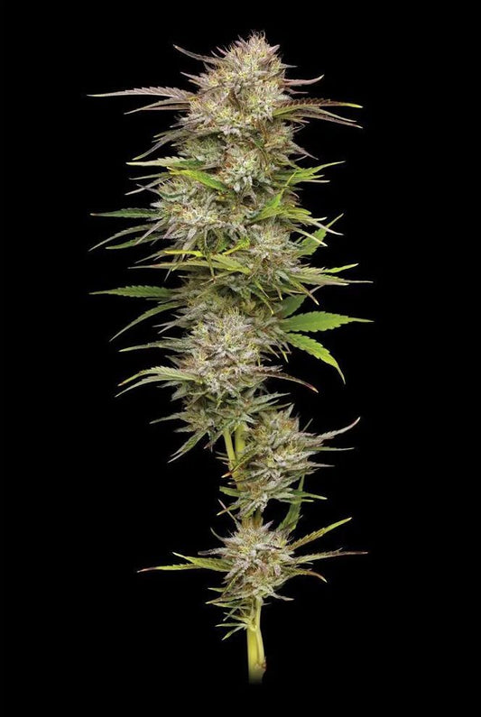 California Haze feminisierte Cannabissamen
