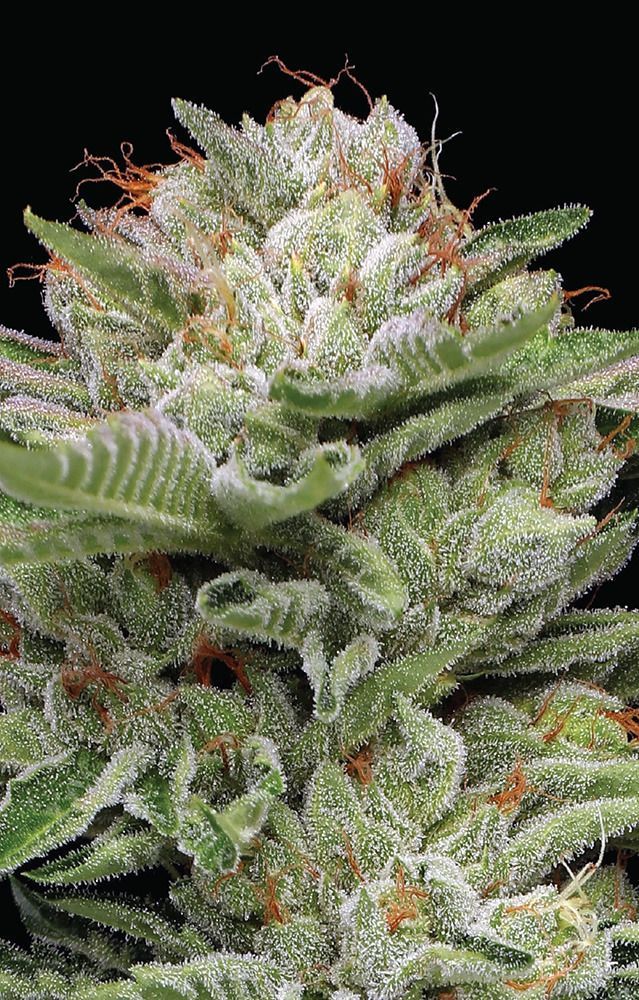 Humboldt Seeds Co Durban Poison Automatic Hanfsamen Cannabisblüte