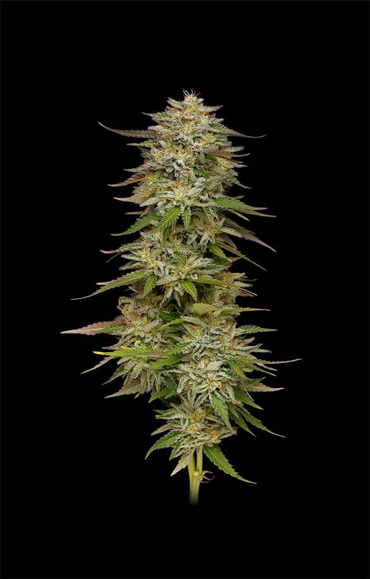 Golden Sands feminisierte Cannabissamen