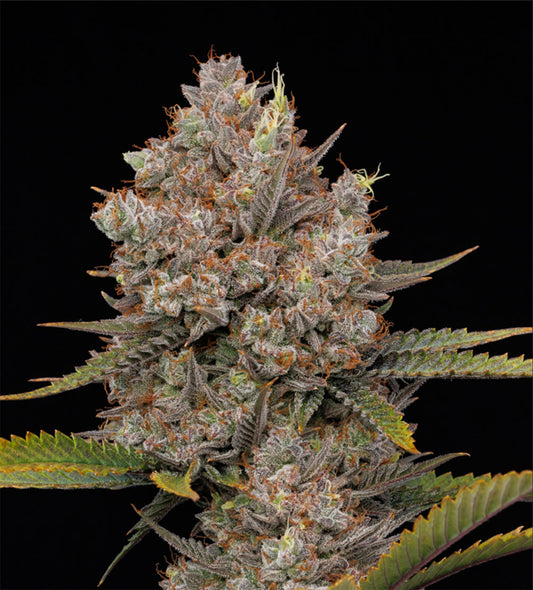 Humboldt Seed Company Hella Jelly Auto Hanfsamen Blüte
