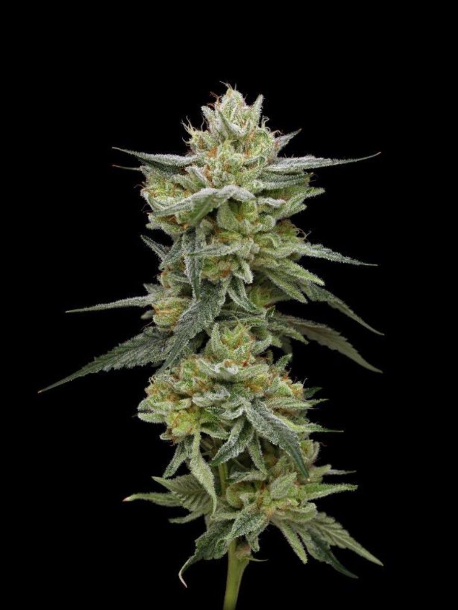 Hella Jelly feminisierte Cannabissamen