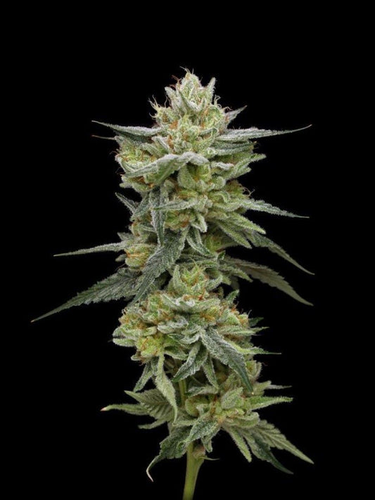 Hella Jelly feminisierte Cannabissamen