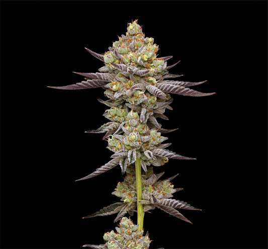 Humboldt Seeds Co Puff Pastry Feminisierte Hanfsamen Cannabis Blüte