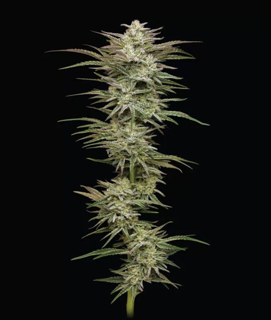 Humboldt Seeds Co Jelly Donutz Automatic Hanfsamen Cannabisblüte