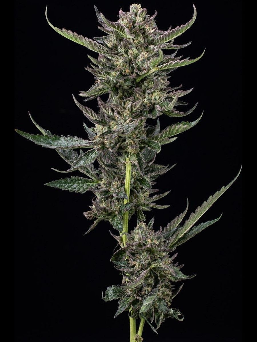 Notorious THC feminisierte Cannabissamen
