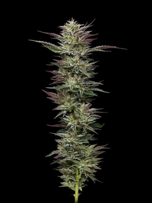 Nutter Budder feminisierte Cannabissamen