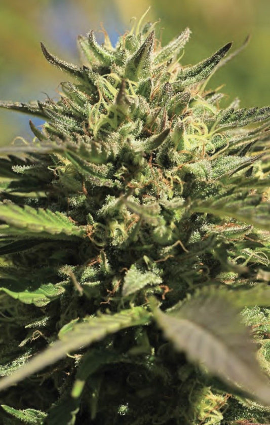 OG Kush feminisierte Cannabissamen