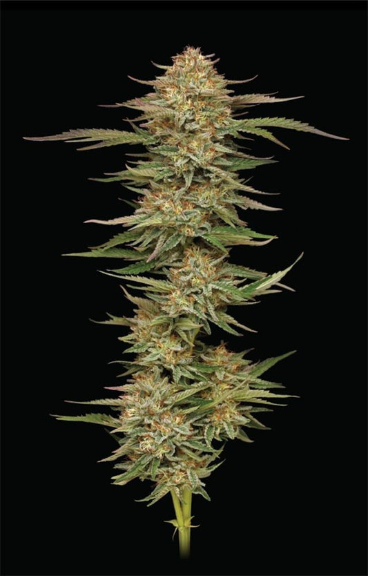 Orange Creampop feminisierte Cannabissamen