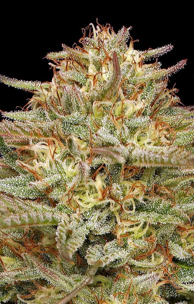 Humboldt Seed Co Orange Creampop Feminisierte Hanfsamen Cannabisblüte