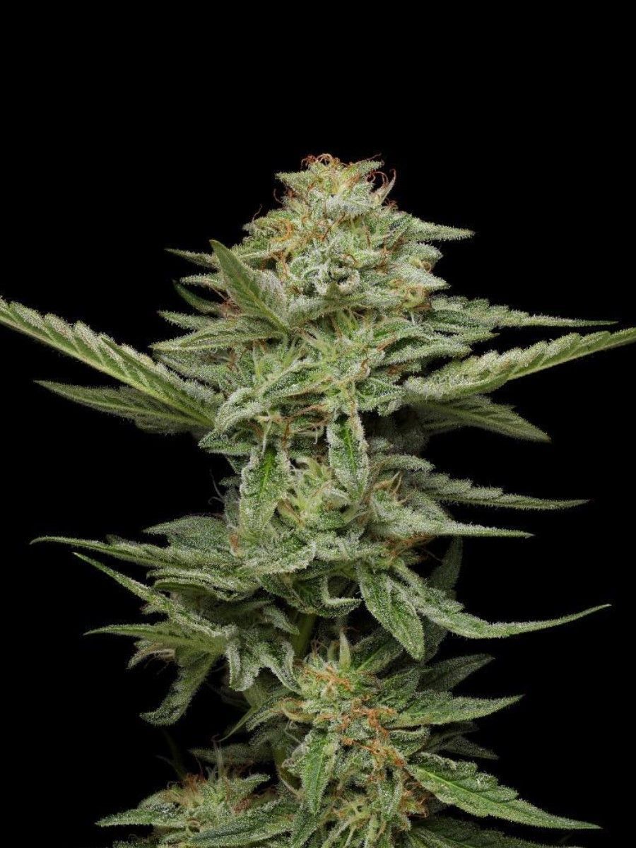 Pistachio feminisierte Cannabissamen