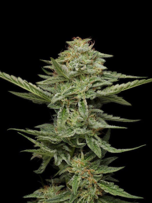 Pistachio feminisierte Cannabissamen