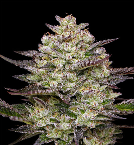 Humboldt Seeds Co Puff Pastry  Feminisierte Hanfsamen Cannabis Blüte