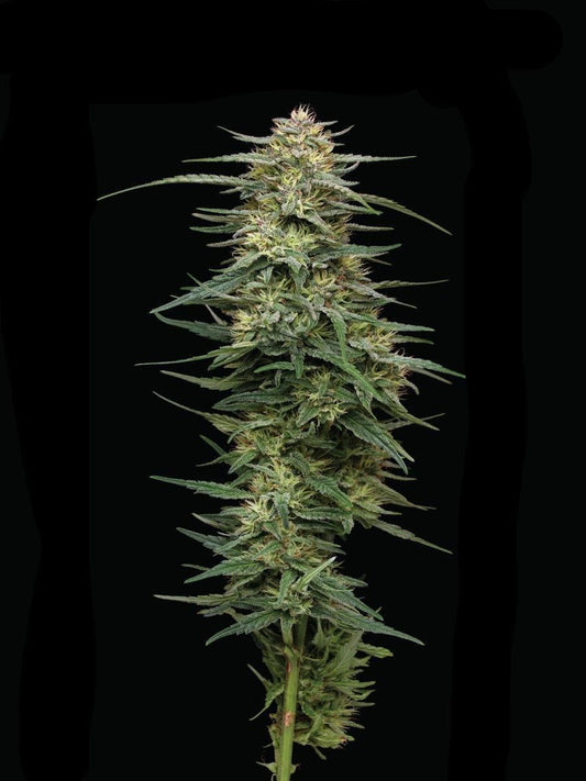 Raspberry Parfait feminisierte Cannabissamen