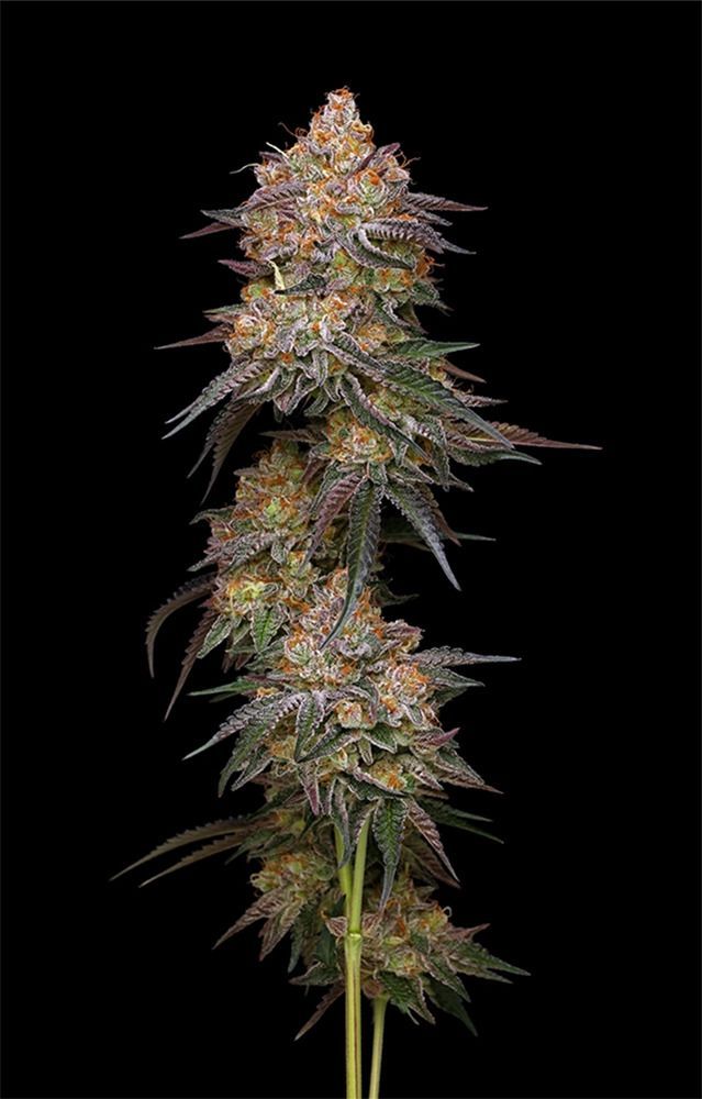 Humboldt Seeds Granny Candy Feminisierte Hanfsamen Cannabisblüte