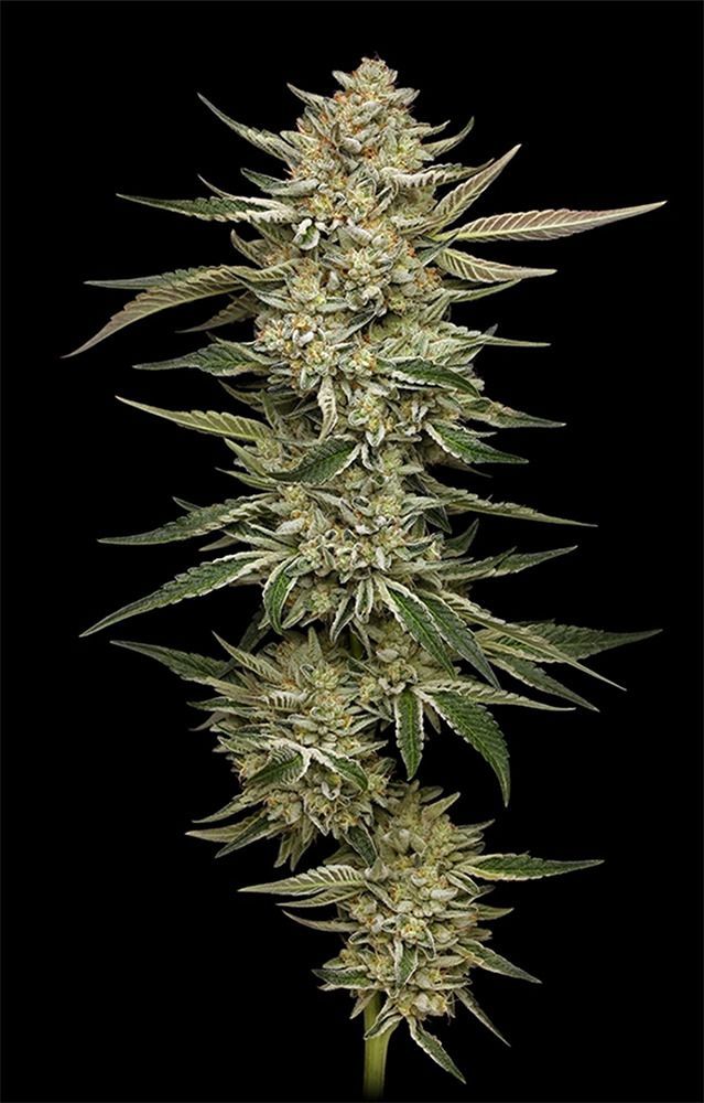 Humboldt Seeds OG Triploid Automatic Hanfsamen Cannabisblüte